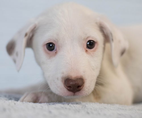 Fumble Puppy