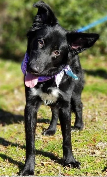 Luella