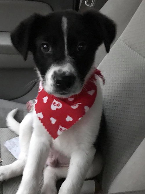 Smooch Puppy