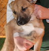 Anzu Puppy