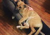 Anzu Puppy