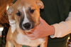 Genki Puppy
