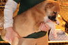 Genki Puppy