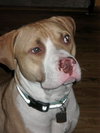 Dodger