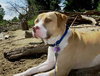 Dodger
