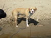 Dodger