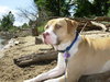 Dodger