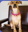 MGPinot Puppy