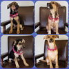 MGPinot Puppy