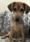 MGPinot Puppy