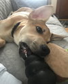 MGPinot Puppy