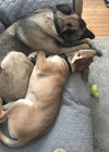 MGPinot Puppy