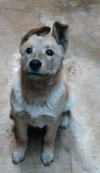 Shila Pup