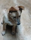Shila Pup