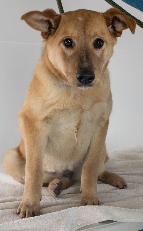 Shila Pup