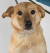 Shila Pup