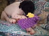 Zorro Puppy