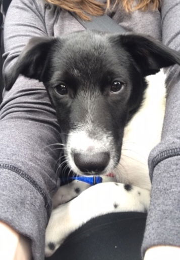 Zorro Puppy