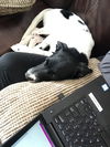 Zorro Puppy
