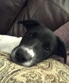 Zorro Puppy