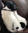 Zorro Puppy
