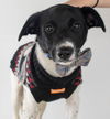 Zorro Puppy