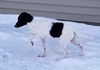 Zorro Puppy