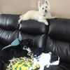Zorro Puppy