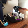 Zorro Puppy
