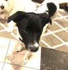 Zorro Puppy