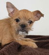 Carol Puppy
