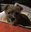 Barbara Puppy