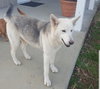Sheeba