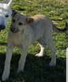 Mazey Puppy