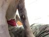 Spartacus -Pup