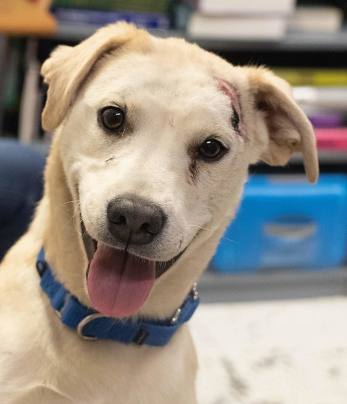 Spartacus -Pup