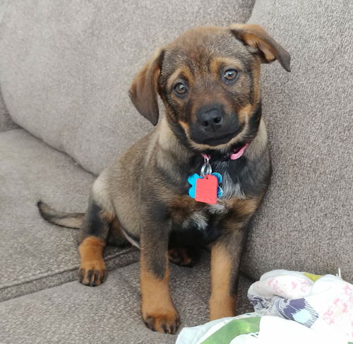 Giza Puppy