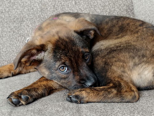 Itza Puppy