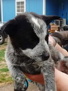 Alyce Puppy