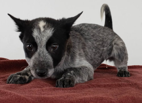Alyce Puppy