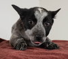 Alyce Puppy
