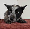 Alyce Puppy