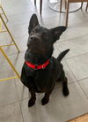Jake