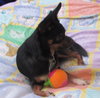 Augie