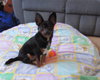 Augie