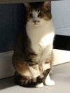 Ludwig