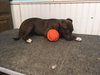 Bronwyn Puppy