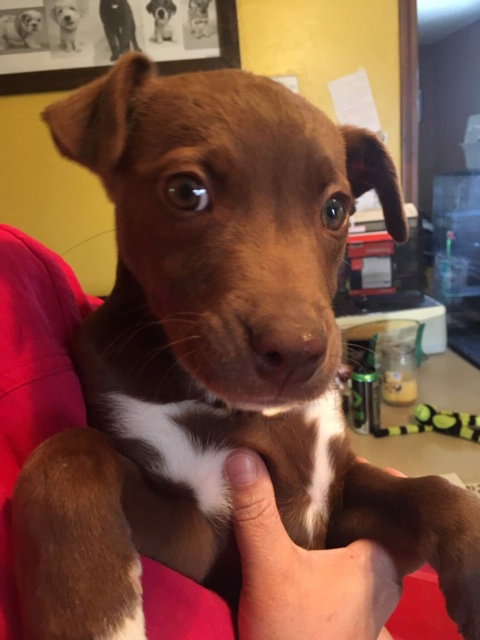 Bronwyn Puppy