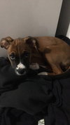 Billie Puppy