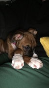 Billie Puppy